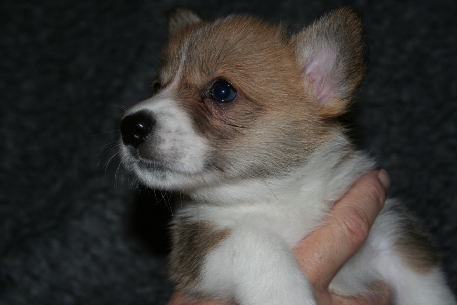 Puppies